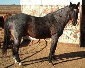 Azure Rojo ~ 25% Blue Valentine ~ Blue Roan Quarter Horse Stallion Son of Ruano Rojo and Grandson of Blue Valentine
