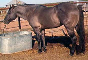 Romeo Blue ~ 37.5% Blue Valentine ~ Blue Roan Quarter Horse Stallion Grandson of Blue Valentine