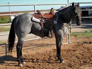 Claytons Blu Avenger ~ Blue Roan Quarter Horse Stallion Son of Romeo Blue