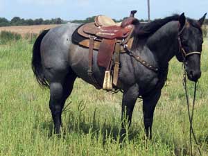 Claytons Blu Avenger ~ Blue Roan Quarter Horse Stallion Son of Romeo Blue