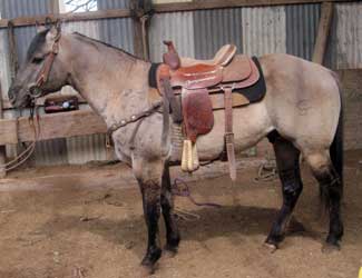 Grullo Quarter Horse Stallion Son of Romeo Blue
