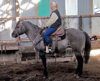 Grullo Quarter Horse Stallion Son of Romeo Blue