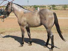 2008 Romeo Blue Stallion
