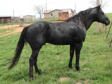 Claytons Tar Baby ~ Black Quarter Horse Stallion Son of Romeo Blue