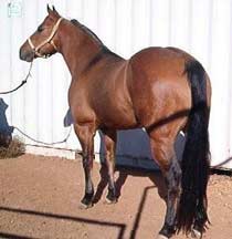 Claytons-Wood-Dust ~ Dun Quarter Horse Stallion Son of Romeo Blue with 3 crosses to Blue Valentine and 4 crosses to Driftwood
