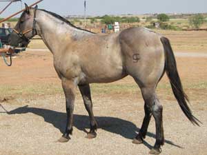 Claytons Romeo Jr ~ Blue Roan Quarter Horse Stallion Son of Romeo Blue