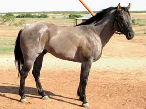 Claytons Romeo Jr ~ Blue Roan Quarter Horse Stallion Son of Romeo Blue