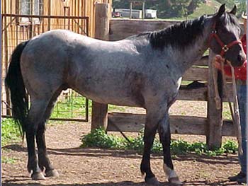Dusty Blue Hancock ~ Blue Roan Quarter Horse Stallion Son of Hancocks Blue Boy