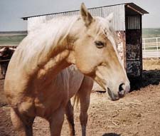 Navajo Jessie ~ Palomino Grandson Stallion of Jessie James