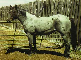 Plenty Try~ Blue Roan Quarter Horse Stallion Son of Gooseberry and grandson of Blue Valentine