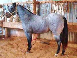 Quarter Horse Stallion RL Blue Valentine, Blue Roan Grandson of Romeo Blue and Blue Crusader in Randlett, Oklahoma