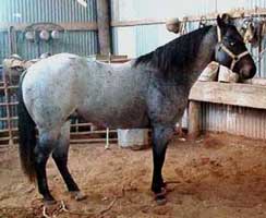 Quarter Horse Stallion RL Blue Valentine, Blue Roan Grandson of Romeo Blue and Blue Crusader in Randlett, Oklahoma