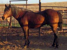 Roan Cee Wood ~ Blue Valentine bred Quarter horse stallion