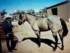 Romeo Blue ~ 37.5% Blue Valentine ~ Quarter horse stallion grandson of Blue Valentine