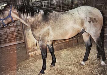 Ruano Red Ike ~ 25% Blue Valentine ~ Buckskin Quarter Horse Stallion Son of Ruano Rojo and Grandson of Blue Valentine