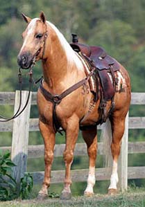 WR Shining Solano ~ Palomino Quarter Horse Stallion Grandson of Shining Spark