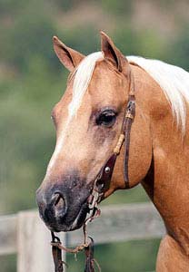 WR Shining Solano ~ Palomino Quarter Horse Stallion Grandson of Shining Spark