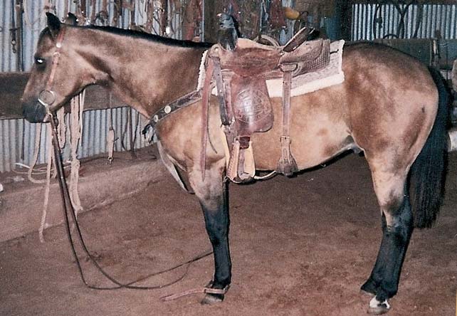 TKM Austinwood ~ Buckskin Grandson Stallion of Orphan Drift and Blue Valentine bred