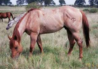 Claytons Dunny ~ Dun Quarter Horse Stallion Son of Romeo Blue