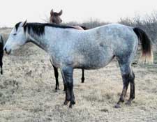 2007 Claytons Ali filly