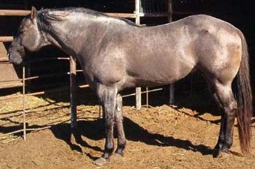 Romeo Blue ~ 37.5% Blue Valentine ~ Blue Roan Quarter Horse Stallion Grandson of Blue Valentine
