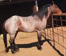 Tillman Plenty Try ~ Quarter horse stallion grandson of Blue Valentine